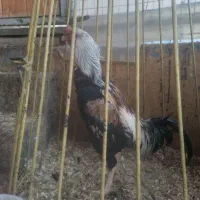 لاری|حیوانات مزرعه|کرج, آتشگاه|دیوار