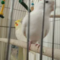 عروس هلندی مفت