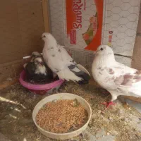 کفترباجوجه