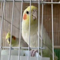 عروس هلندی