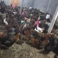 مرغ رسمی نژاد دار تخمگذار