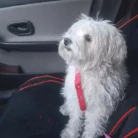 سگ پاکوتاه پشمالو خونگی