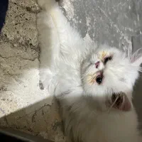 بچه گربه سفیدگمشده ب یابنده مژدگانی خوبی میدم