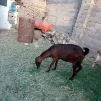 بز ماده