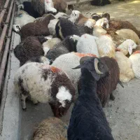 چراگاه سر،سبز زنده کوهستانی دام