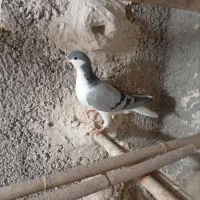 کبوتر
