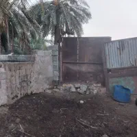 مرغ غاز