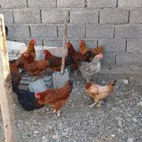 مرغ تخمگذار