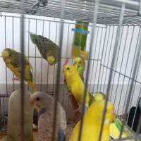 فروش پرنده