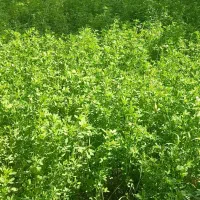 یونجه اعلا