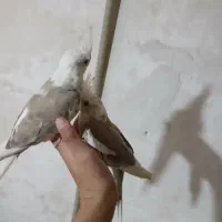 عروس هلندی گومشده