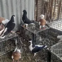 کبوتر|پرنده|رامند, |دیوار