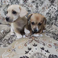 واگذاری سگ پاپی به همراه دو عدد توله