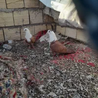 کبوتر زرد سرسفید و گلی سرسفید
