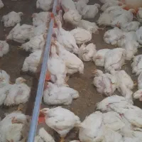 کارگر مرغداری