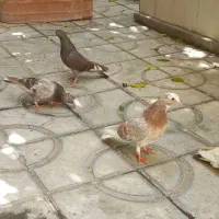 ۵ تا کفتر نر و ماده