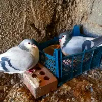 ۲ عدد جوجه کبوتر چادری