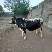 گاولیشه بیست ماهه چالوسی