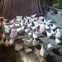 جوجه مرغ توخم گذار