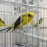 مجموعه قناری بازان