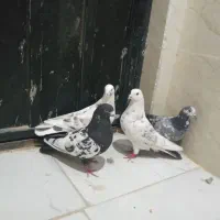 کفترغریب‌گیری‌فروشی
