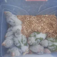 جوجه گیرینچیگ