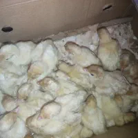 جوجه بوقلمون4روزه بیوتی 6