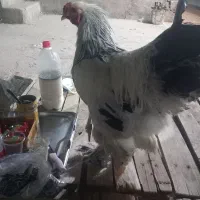 خروس قشنگ دستی درشت