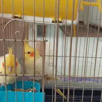 یک جفت عروس هلندی نر وماده