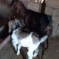 یک بز ماده همراه نر
