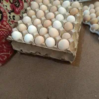تخمه مرغ نطفه دار