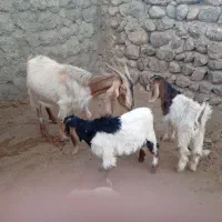 بز وبزغاله