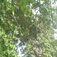 فروش باغ و زمین در رازقند