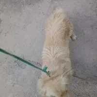 سگ‌‌اشپیتزپامر