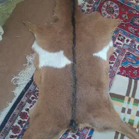 فرشینه پوست زیبا