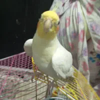 عروس هلندی نر یکساله