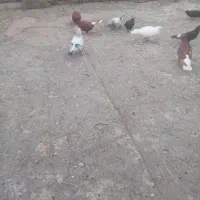 پرنده
