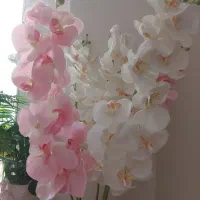 ۶ شاخه گل خارجی