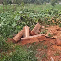 قطع درخت و خرید چوب آلات باغی