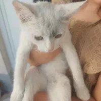 بچه گربه 2ماهه