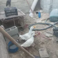 فروشی اردک نر و ماده