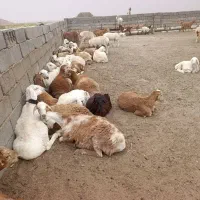 بره چینی|حیوانات مزرعه|زیرکوه, |دیوار