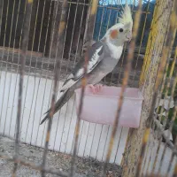 معاوظه عروس نر با ماده