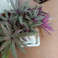 گل و گیاه