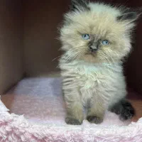 گربه بریتیش هیمالین