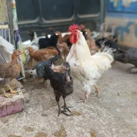 تخم مرغ نطفه دار بومی از همه نوع لری گلین ....