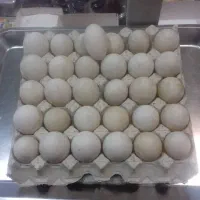 تخم اردک اسرائیلی سالم و نطفه دار