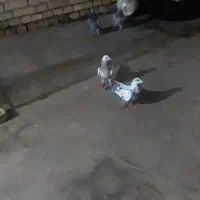 یک جفت کله قهوه ای یکدونه پلاکی ماده وتهرانی