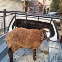 فروش گوسفندزنده نر دست چین / ذبح حمل رایگان