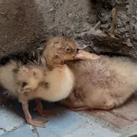 جوجه اردک